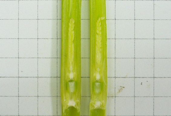 これがおいしいお米に_b0164360_1232353.jpg