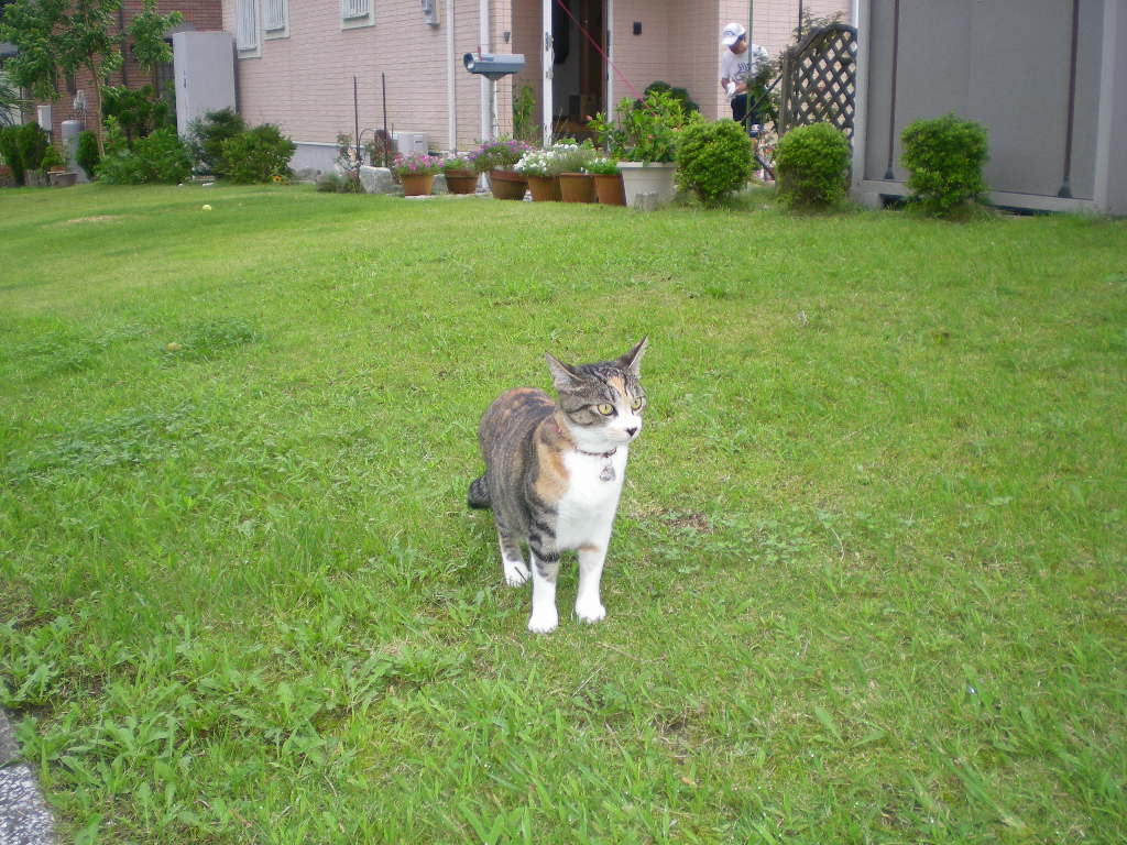2009年7月31日(金)心ちゃんが泣いている!_f0060461_19583936.jpg