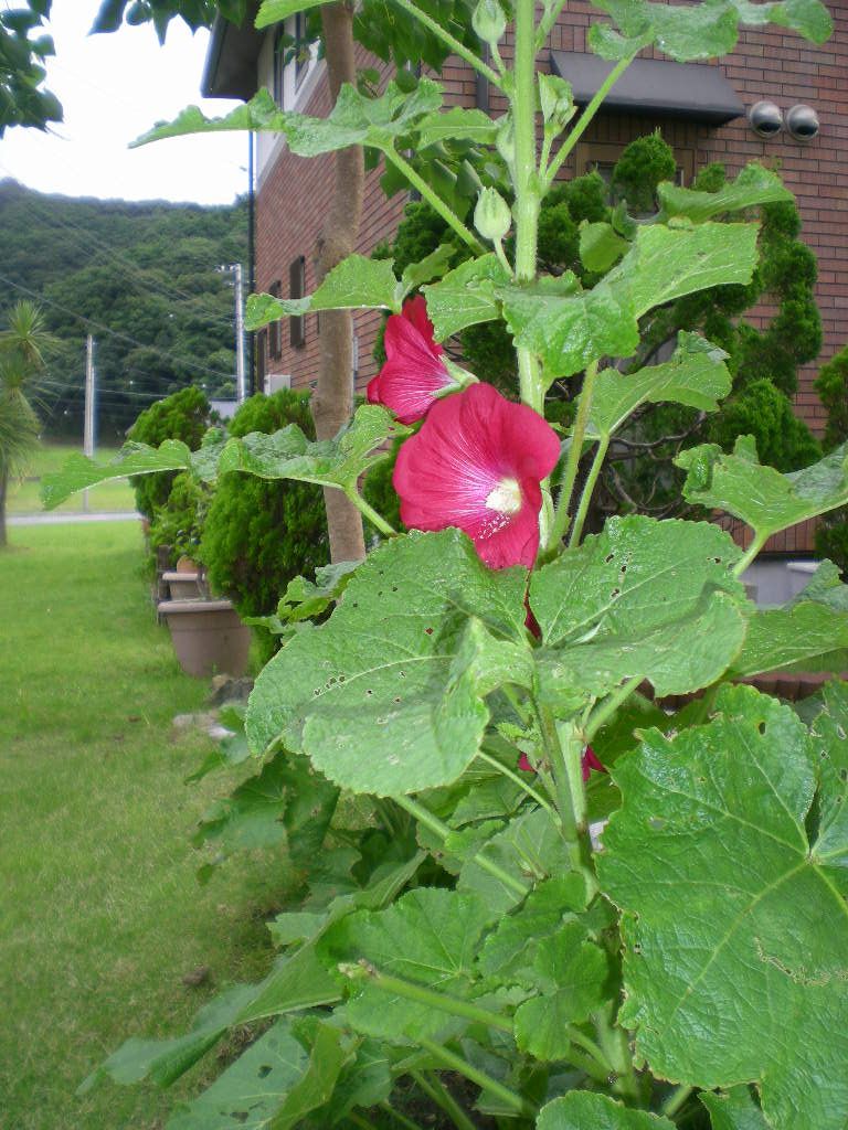2009年7月31日(金)心ちゃんが泣いている!_f0060461_2057394.jpg