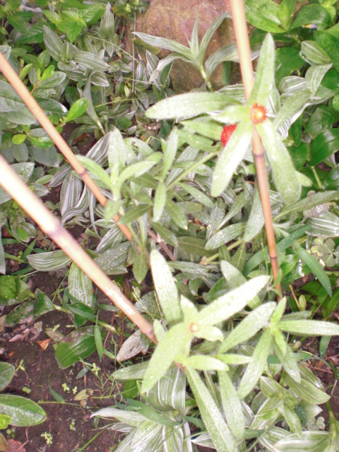 b0157276_11115978.jpg