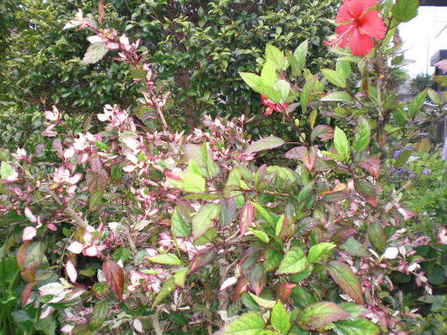 b0157276_11224245.jpg