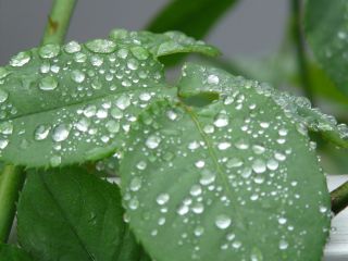 2009年7月31日 害虫占い_b0098584_9344959.jpg