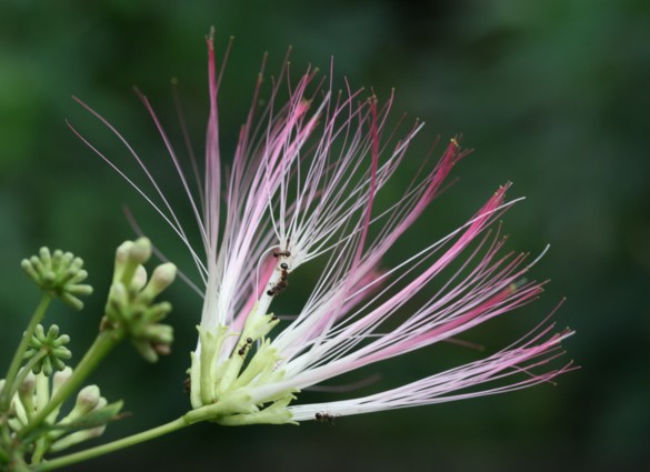 合歓の花のお話_c0144185_15503584.jpg