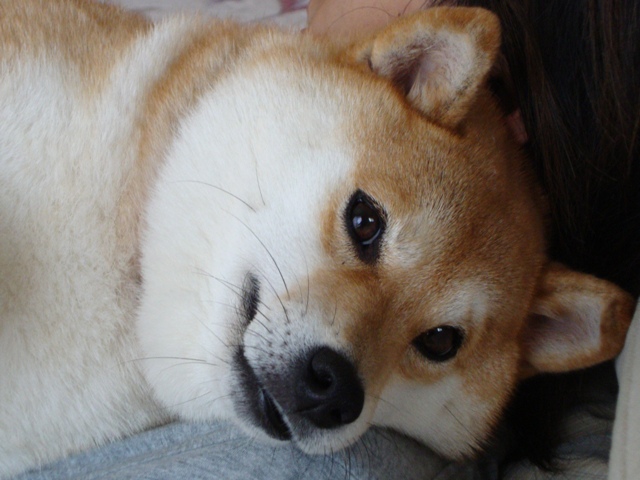 ケンちゃん_a0126590_217542.jpg