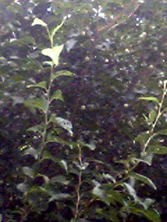 b0028598_19104566.jpg