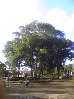 e0087901_1141228.jpg