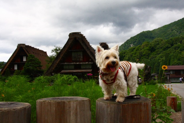 ２００９年夏の３泊４日旅行　３日目　飛騨高山～前編～_f0039907_14554398.jpg