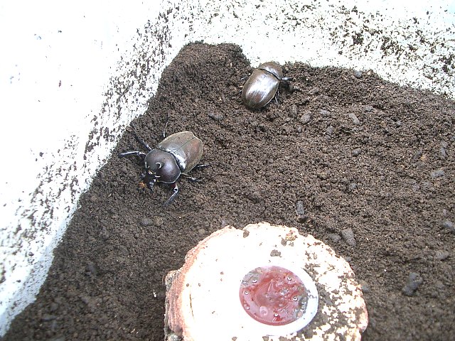 e0146513_16502080.jpg