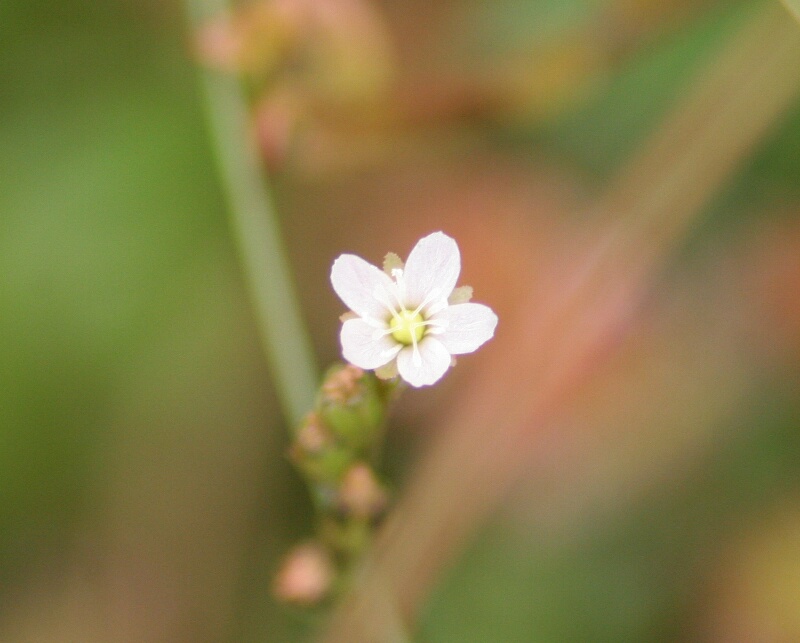 d0070814_173917.jpg