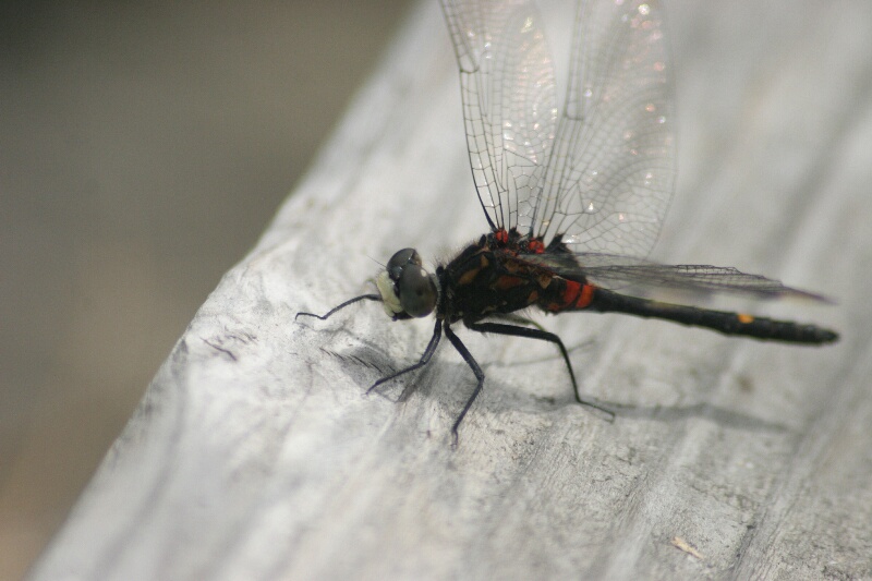 d0070814_1742318.jpg