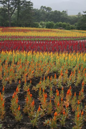 c0149120_7221896.jpg