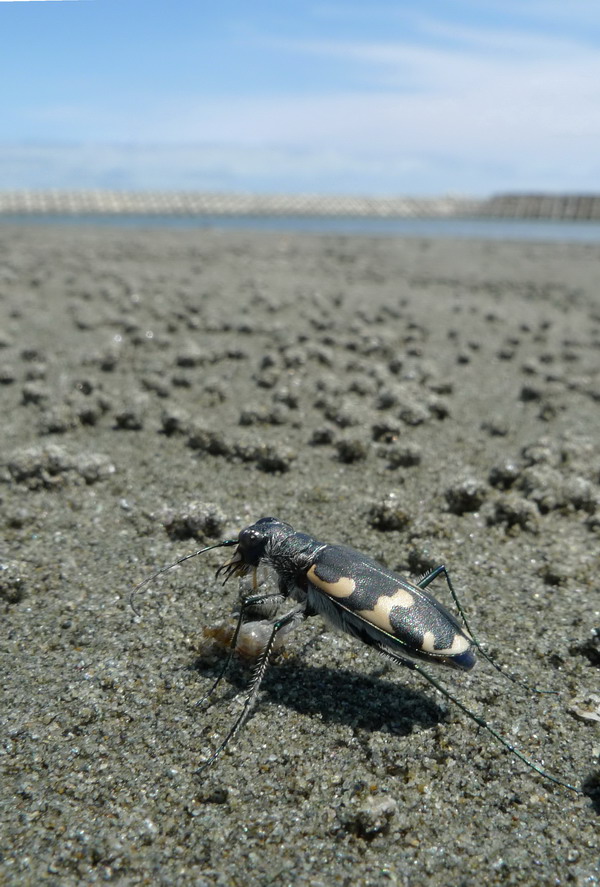 徳島の海岸にて ルイスハンミョウ 徳島県 Nature Diary