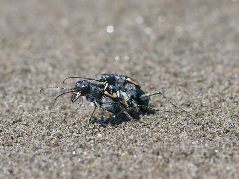 徳島の海岸にて ルイスハンミョウ 徳島県 Nature Diary