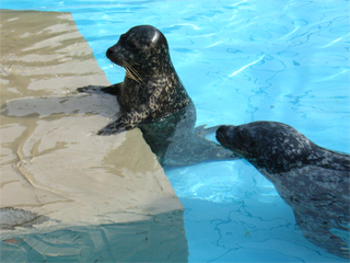 円山動物園　番外編_a0116837_204528100.jpg