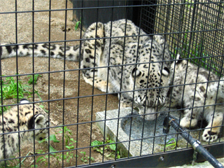 円山動物園　番外編_a0116837_20463771.jpg