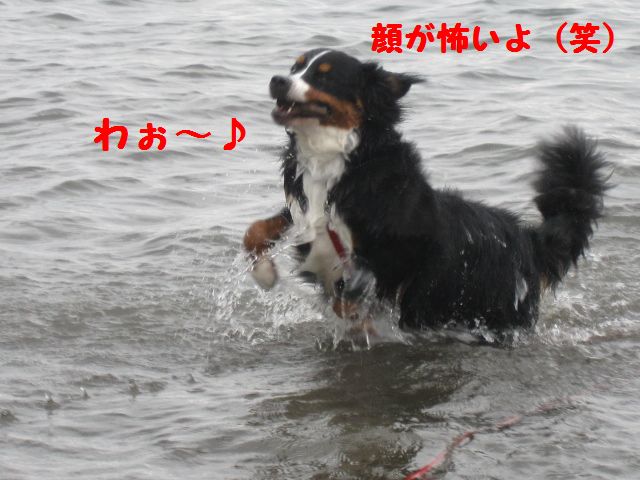 今日だけレトリバー犬でしゅ！_a0108146_22391255.jpg