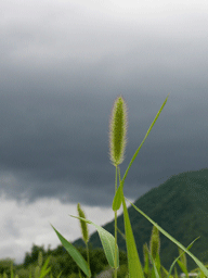 b0046050_19125522.gif