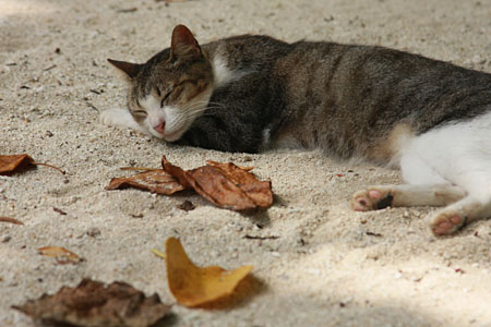 八重山諸島で猫探し　竹富島編_d0034352_2111281.jpg