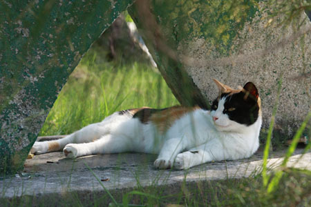 八重山諸島で猫探し　竹富島編_d0034352_2129539.jpg