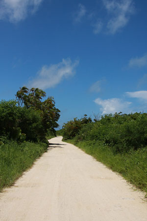 八重山諸島で猫探し　竹富島編_d0034352_214687.jpg