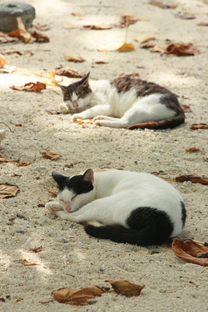 八重山諸島で猫探し　竹富島編_d0034352_2192674.jpg