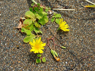 e0004756_21365454.jpg
