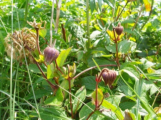 e0004756_2152135.jpg