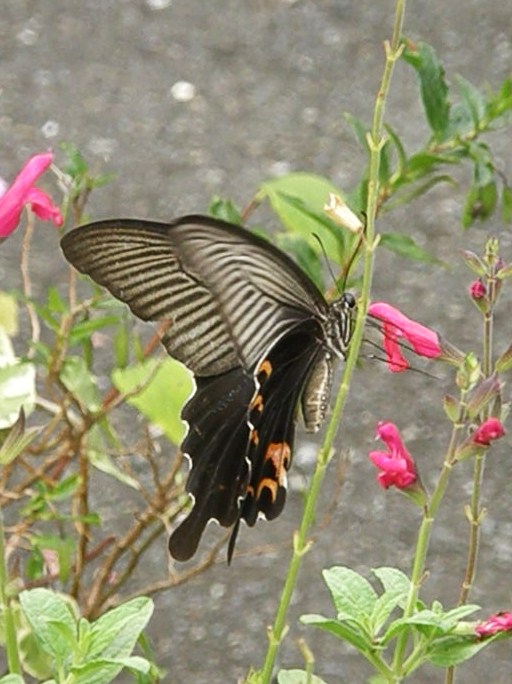 e0064158_2354135.jpg