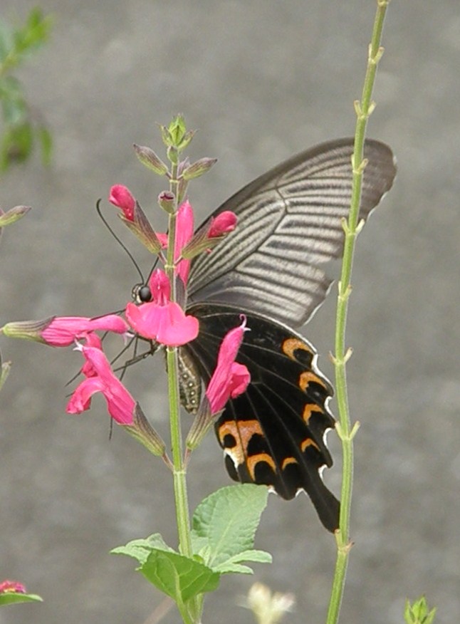 e0064158_2365113.jpg