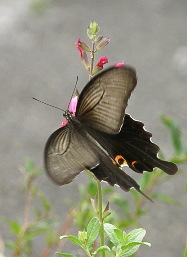 e0064158_2372033.jpg