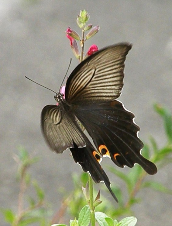e0064158_2373375.jpg