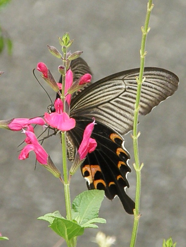 e0064158_237578.jpg