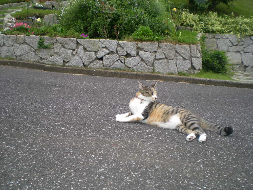 2009年8月1日(土)愛ちゃんには月見草が良く似合う!_f0060461_2036156.jpg