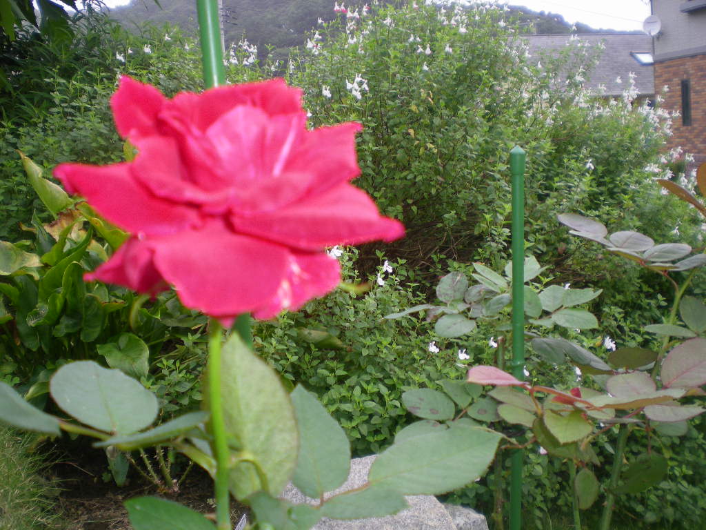 2009年8月1日(土)愛ちゃんには月見草が良く似合う!_f0060461_2041388.jpg