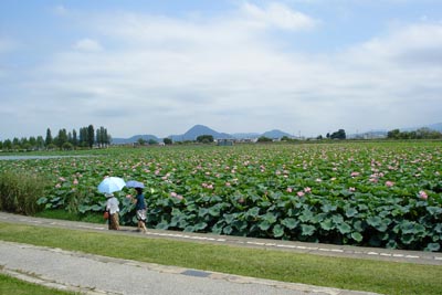 蓮・蓮・蓮　烏丸半島にて_b0160363_23373061.jpg