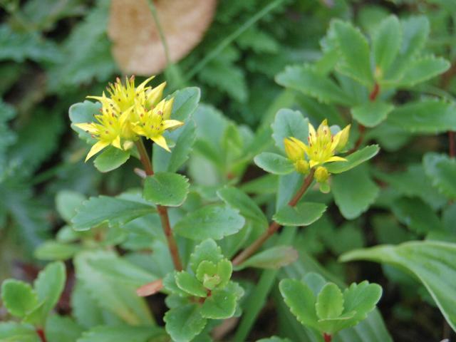 蝦夷麒麟草 エゾノキリンソウ 新 四季の花