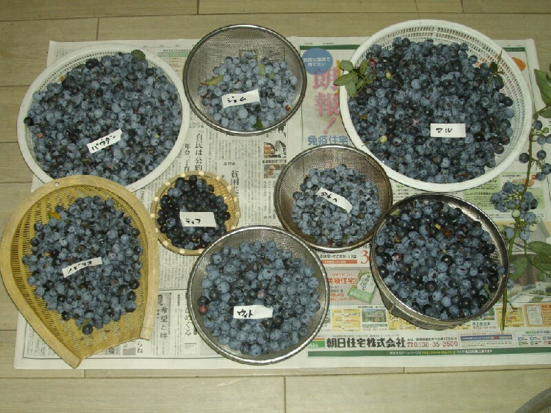 ラビットアイ系の収穫のピーク ブルーベリー栽培 ブルーベリーの育て方 栽培 ブルーベリー ノート Blueberrynote