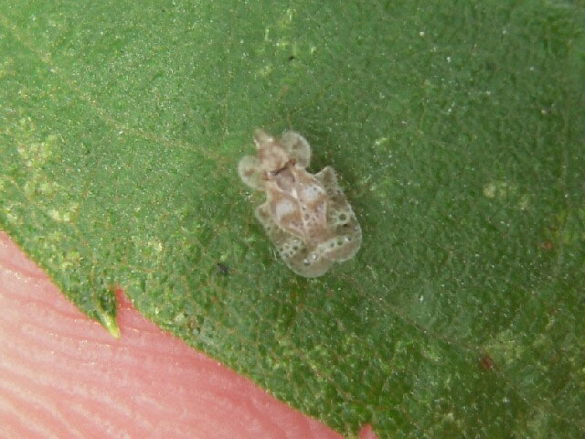 昆虫ブログ むし探検広場
