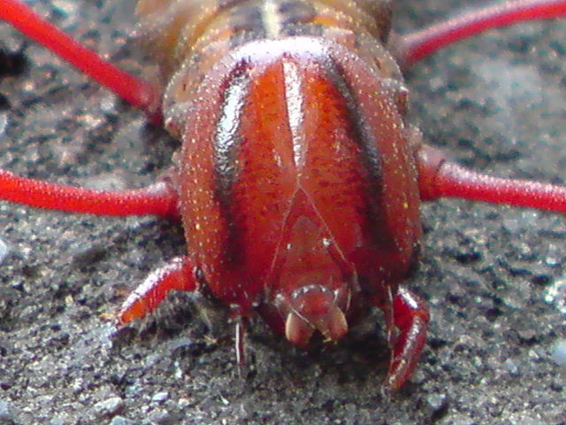 ほんっとうに気持ち悪いのでアップしていただけるか心配 昆虫ブログ むし探検広場