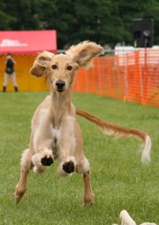 ８月２日 Lure coursing Japan Cup　２nd stage_e0134711_22262918.jpg