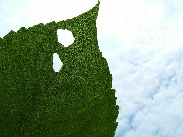 ひまわり満開　（昭和記念公園）_a0134114_10575639.jpg