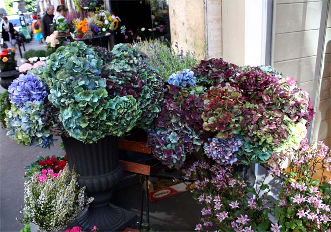 アジサイのお花屋さん パリ編 秋色アジサイ 花に想いをのせて