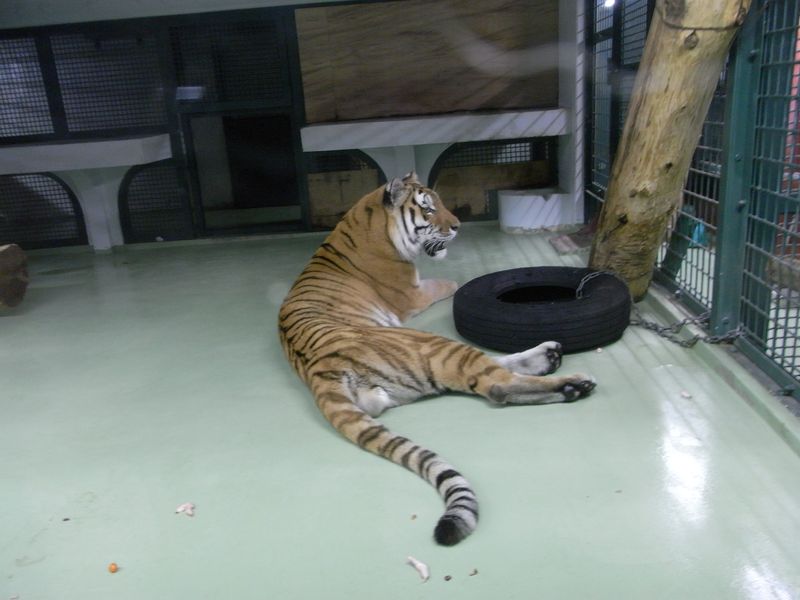 夜の動物園_c0025115_021512.jpg