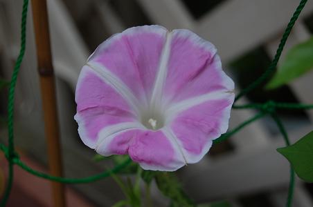 d0078616_2020129.jpg