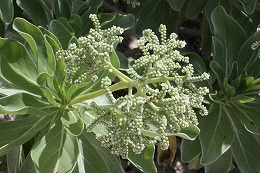 e0123718_1244783.jpg