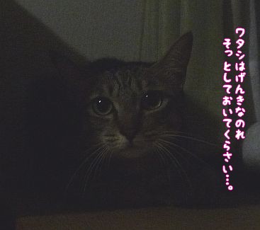 c0087521_11113834.jpg