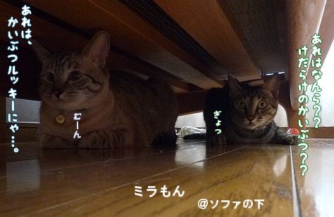 c0087521_1125116.jpg