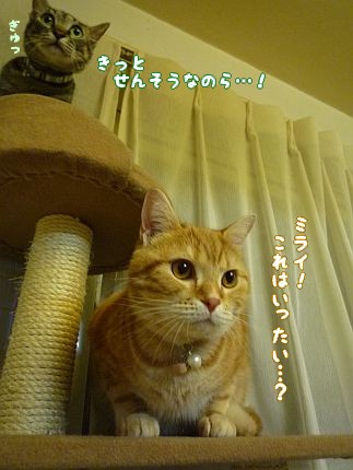 c0087521_1183383.jpg