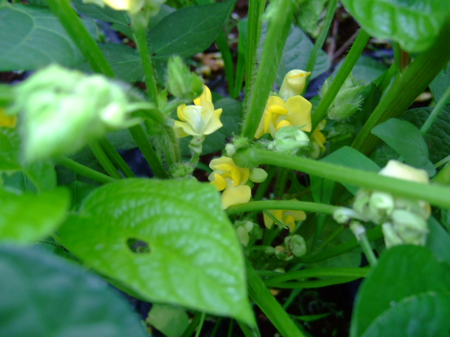夏野菜収穫....秋に向かい成長中!_b0137932_8245856.jpg