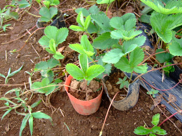 夏野菜収穫....秋に向かい成長中!_b0137932_8253120.jpg